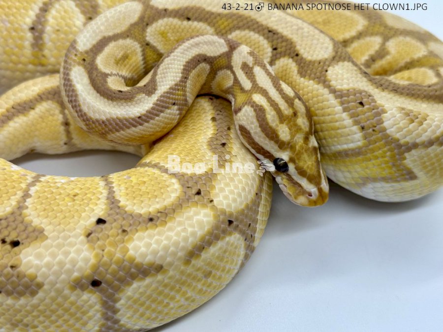 BANANA SPOTNOSE HET CLOWN